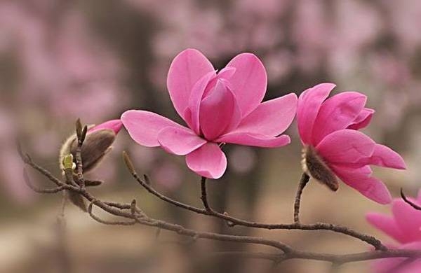 清明，獻給您一束辛夷花